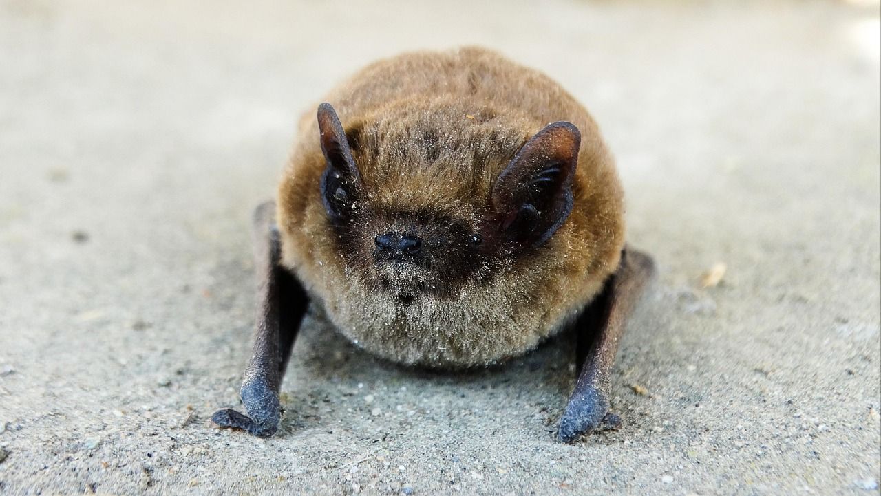 Partez à la découverte des voltigeuses de la nuit.